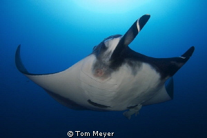 The manta rays just swim right up to you, especially if y... by Tom Meyer 